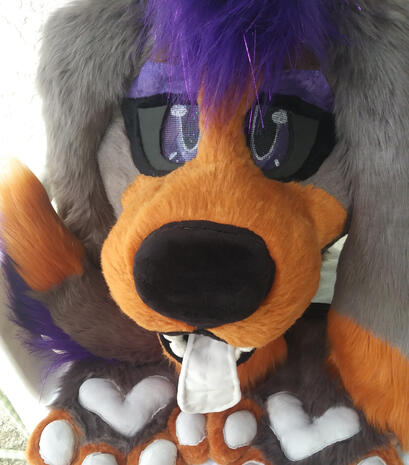 Punky Dashund Punky Dashund
