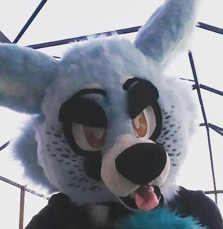 Artic Fox Artic Fox