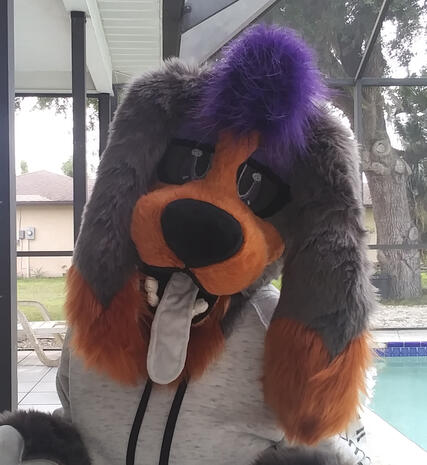 Punky Dashund Punky Dashund