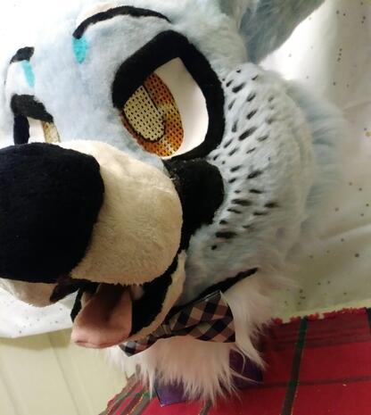 Artic Fox Artic Fox